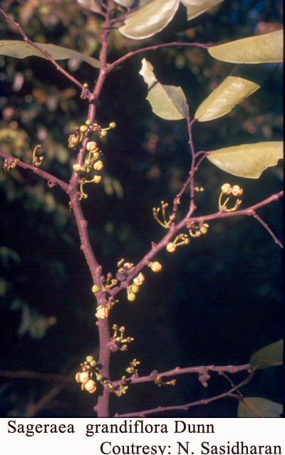 Sageraea  grandiflora Dunn